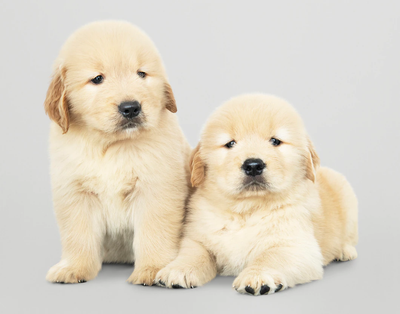 Pet Supplies