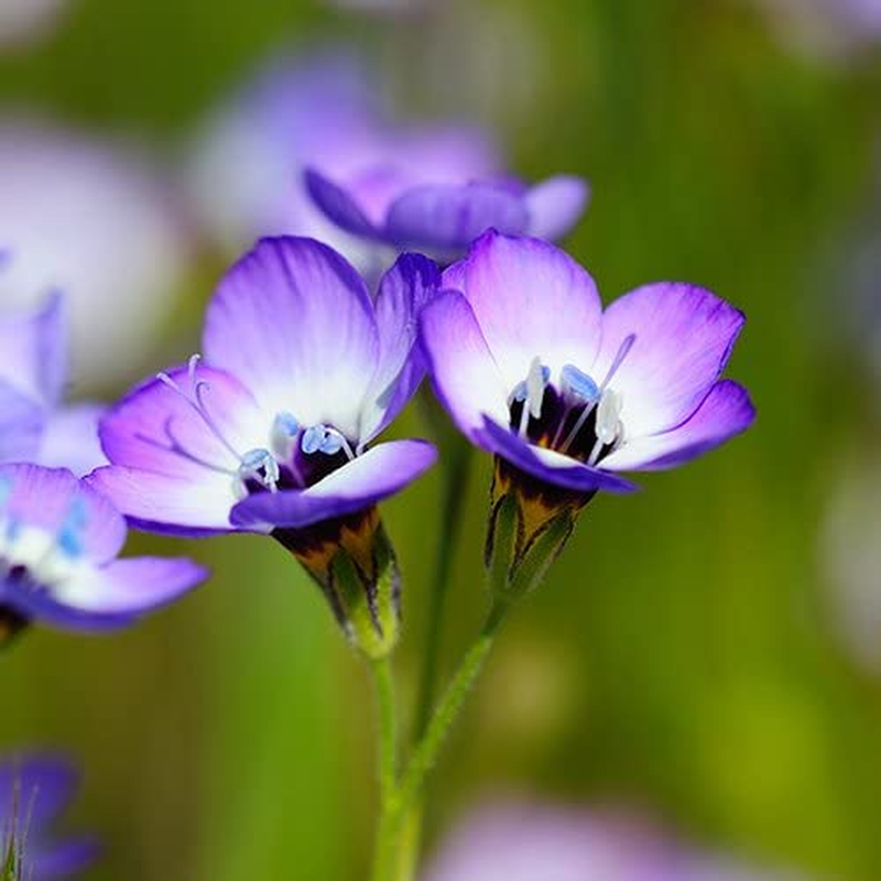 Seed Needs, Bird and Butterfly Wildflower Mixture (99% Pure Live Seed) Bulk Package of 30,000 Seeds