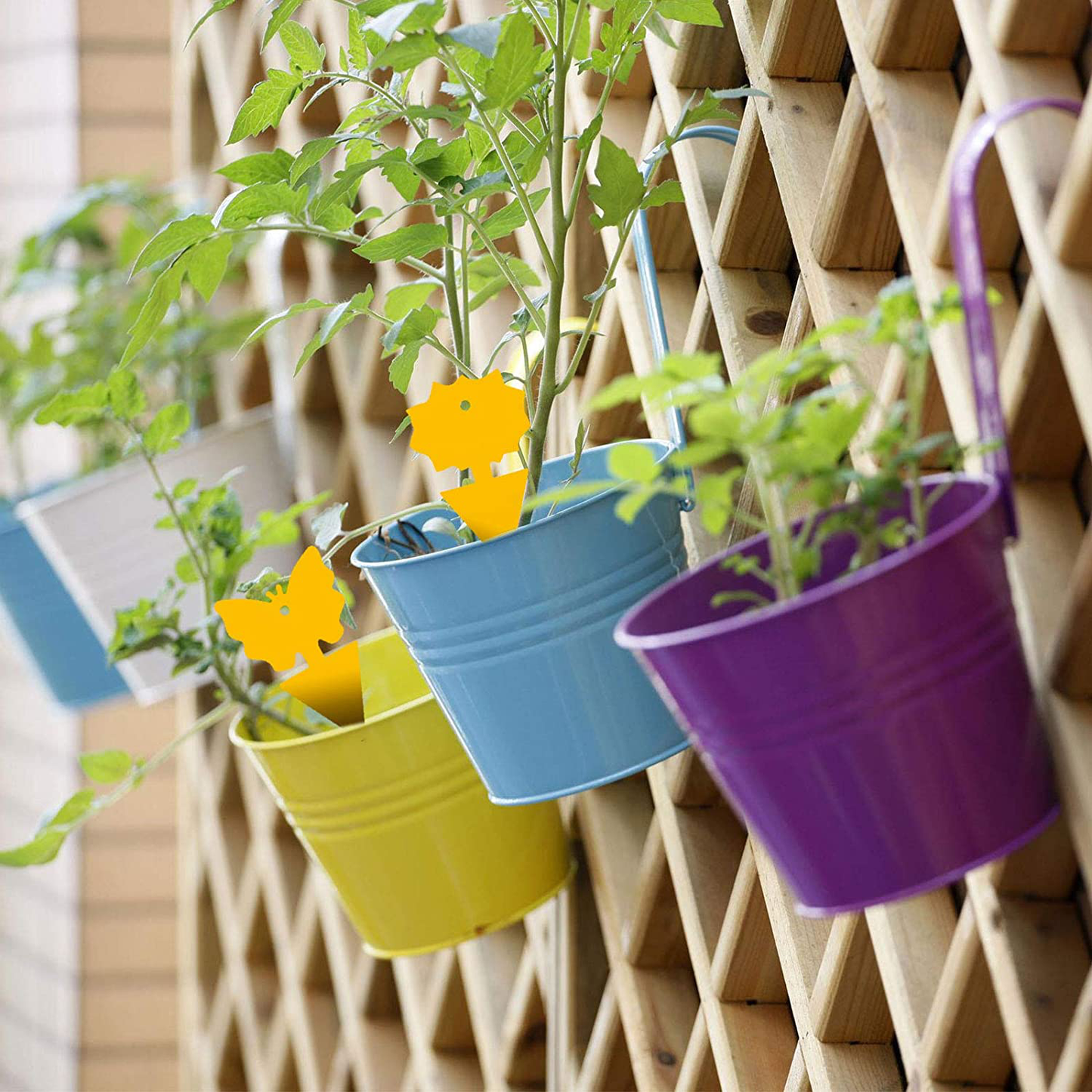 24PCS Fruit Fly Sticky Traps, Fungus Gnat Traps Insect Trap for Plants Kitchen Indoor and Outdoor(24 Light Yellow)