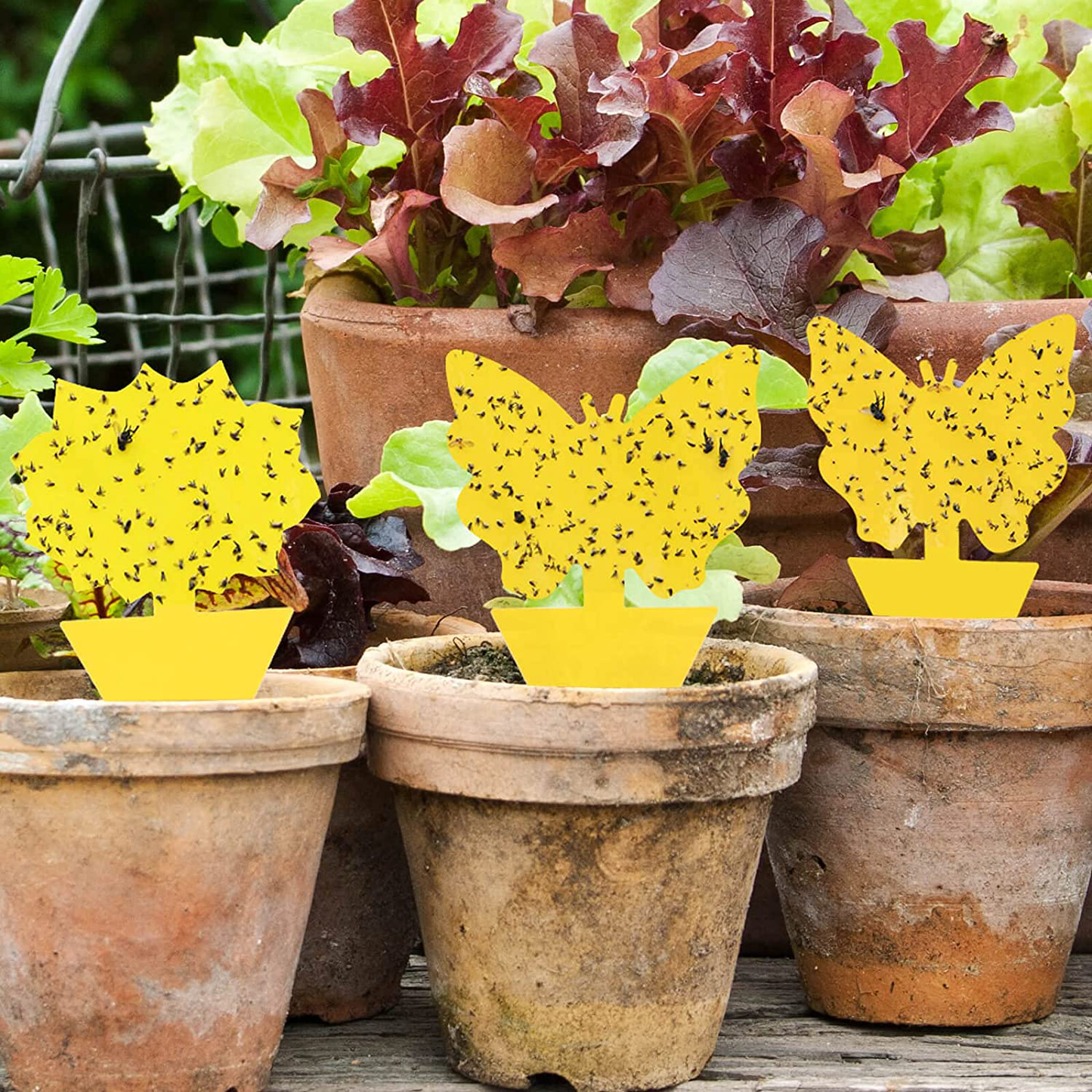 Garsum Sticky Trap,Fruit Fly and Gnat Trap Yellow Sticky Bug Traps for Indoor/Outdoor Use - Insect Catcher for White Flies,Mosquitos,Fungus Gnats,Flying Insects - Disposable Glue Trappers(12 pcs)