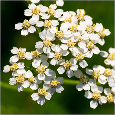 Seed Needs, Butterfly Attracting All Perennial Wildflower Mixture, 30,000 Seeds Bulk Package (99% Pure Live Seed)