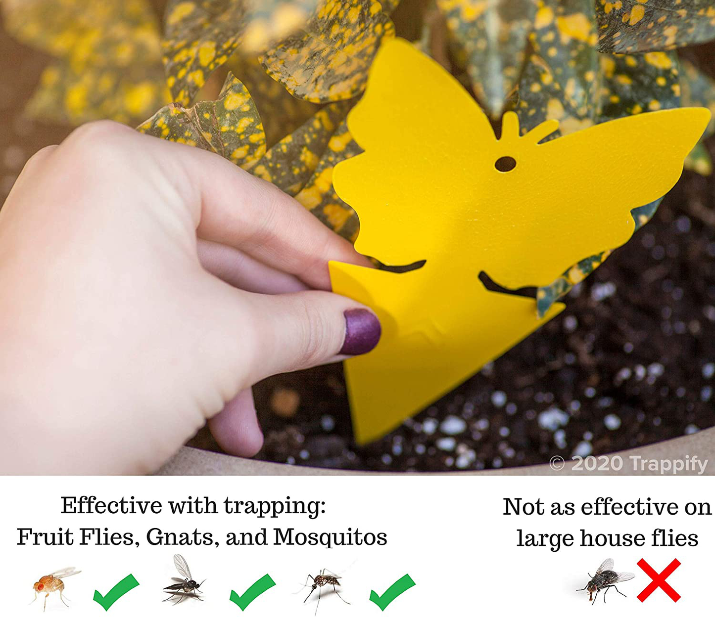 Trappify Sticky Fruit Fly and Gnat Trap Yellow Sticky Bug Traps for Indoor/Outdoor Use - Insect Catcher for White Flies, Mosquitos, Fungus Gnats, Flying Insects - Disposable Glue Trappers (12)