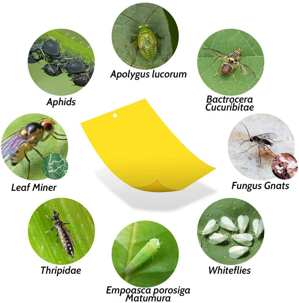 Kensizer 10-Pack Fruit Fly Trap, Yellow Sticky Gnat Traps Killer for Indoor/Outdoor Flying Plant Insect Like Fungus Gnats, Whiteflies, Aphids, Leaf Miners - 6x8 in, Twist Ties Included