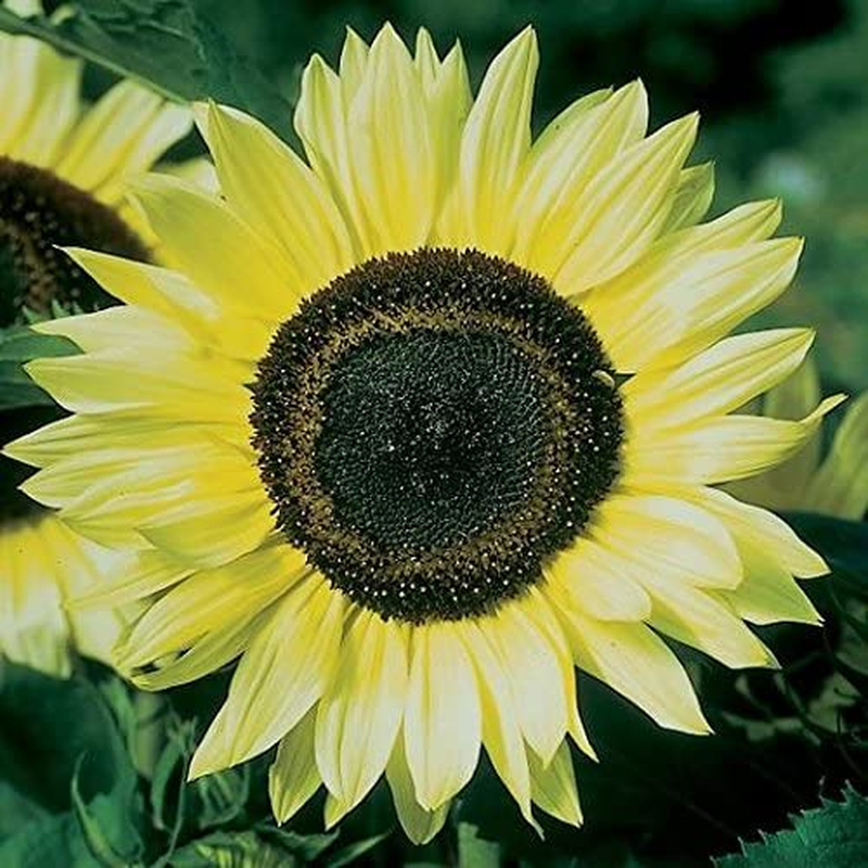 1,000+ Sunflower Seeds for Planting - Jumbo Mix Pack - 15+ Varieties - (Helianthus Annuus) - Non-Gmo Seeds