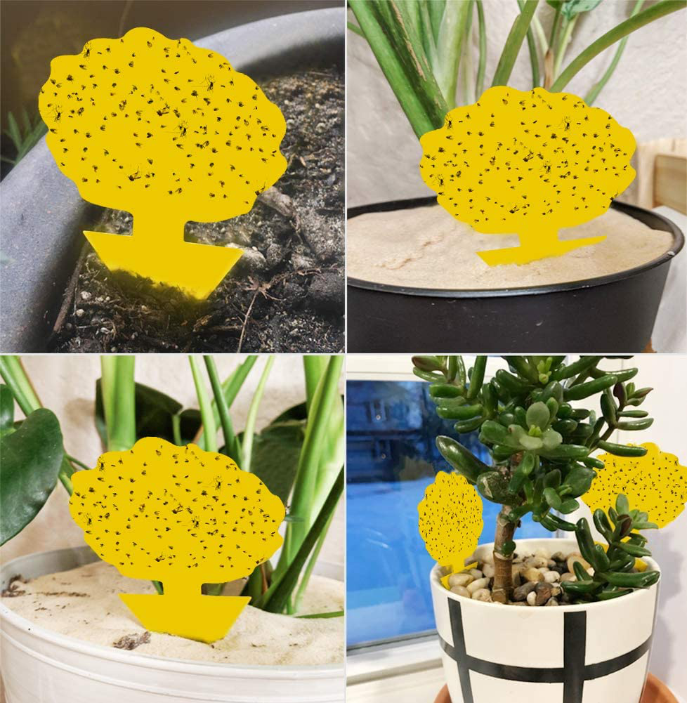 12 Pack Sticky Trap, Fruit Fly and Fungus Gnat Trap Killer Indoor and Outdoor, Protect The Plant, Non-Toxic and Odorless(cat Shape)
