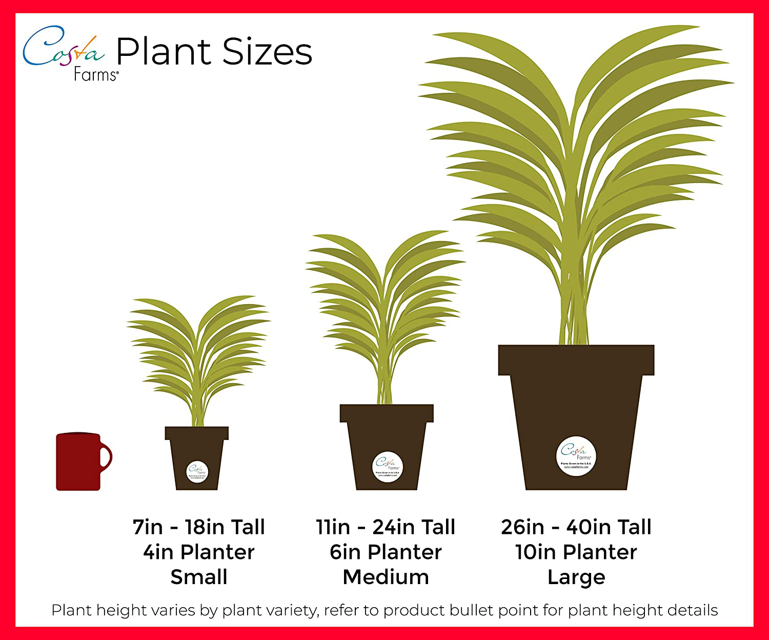 Costa Farms Succulents Fully Rooted Live Indoor Plant, 4-Inch Haworthia, in Black Gold Décor Ceramic Room Decor