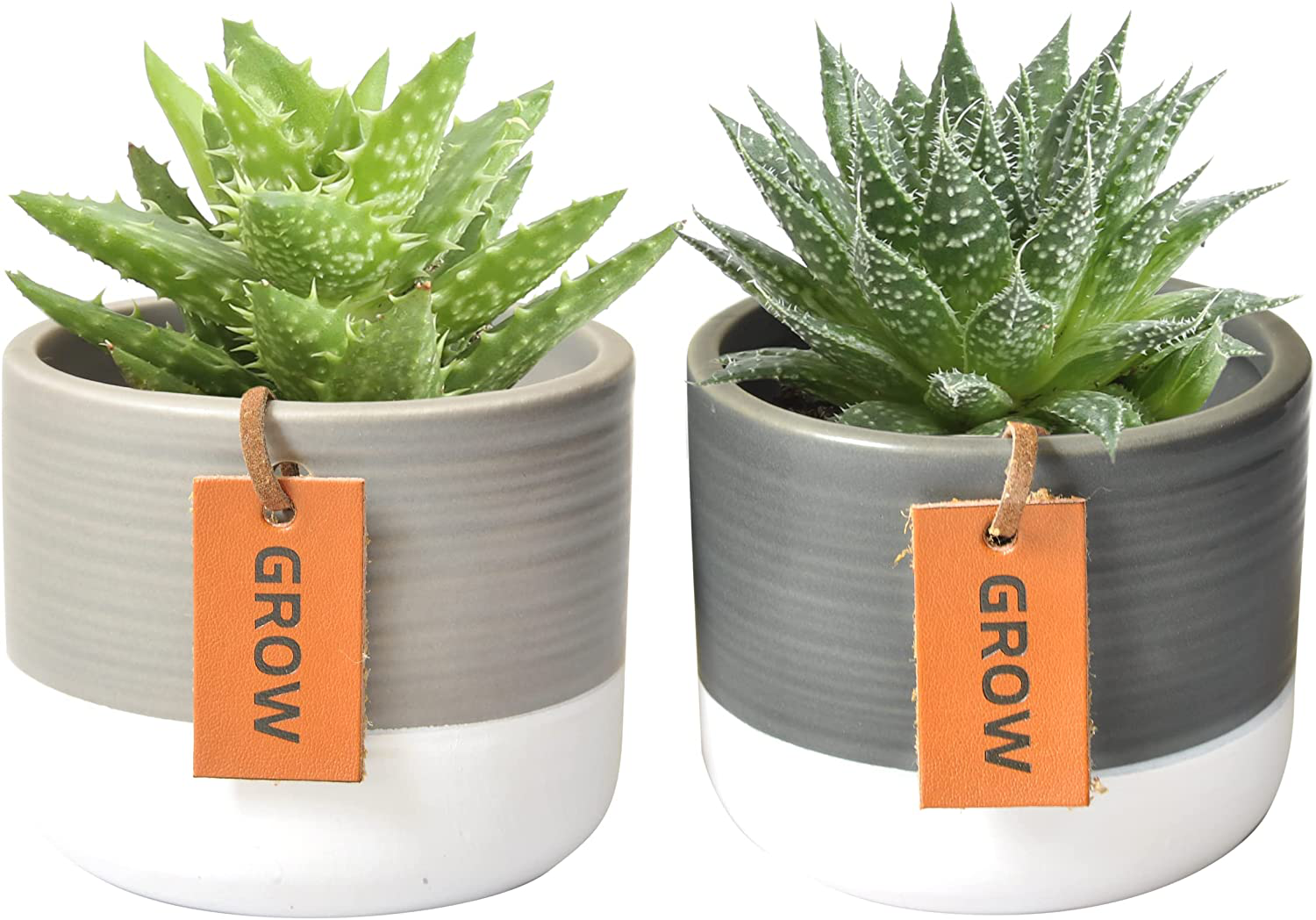 Costa Farms Succulents Fully Rooted Live Indoor Plant, 4-Inch Haworthia, in Black Gold Décor Ceramic Room Decor