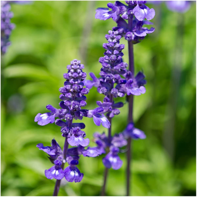 Seed Needs, Sapphire Blue Sage Seeds for Planting (Salvia Farinacea) Twin Pack of 800 Seeds Each