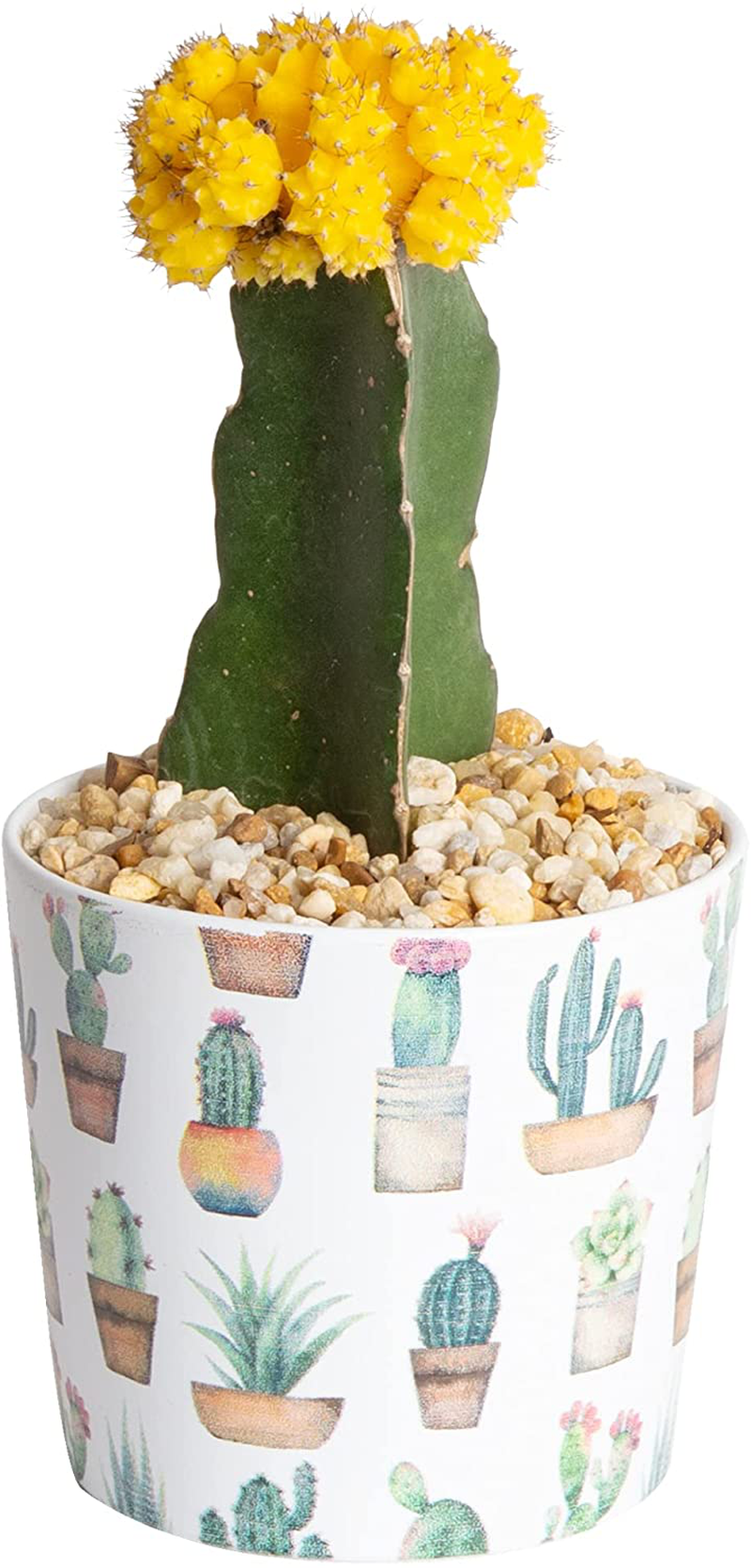 Costa Farms Succulents Fully Rooted Live Indoor Plant, 4-Inch Haworthia, in Black Gold Décor Ceramic Room Decor
