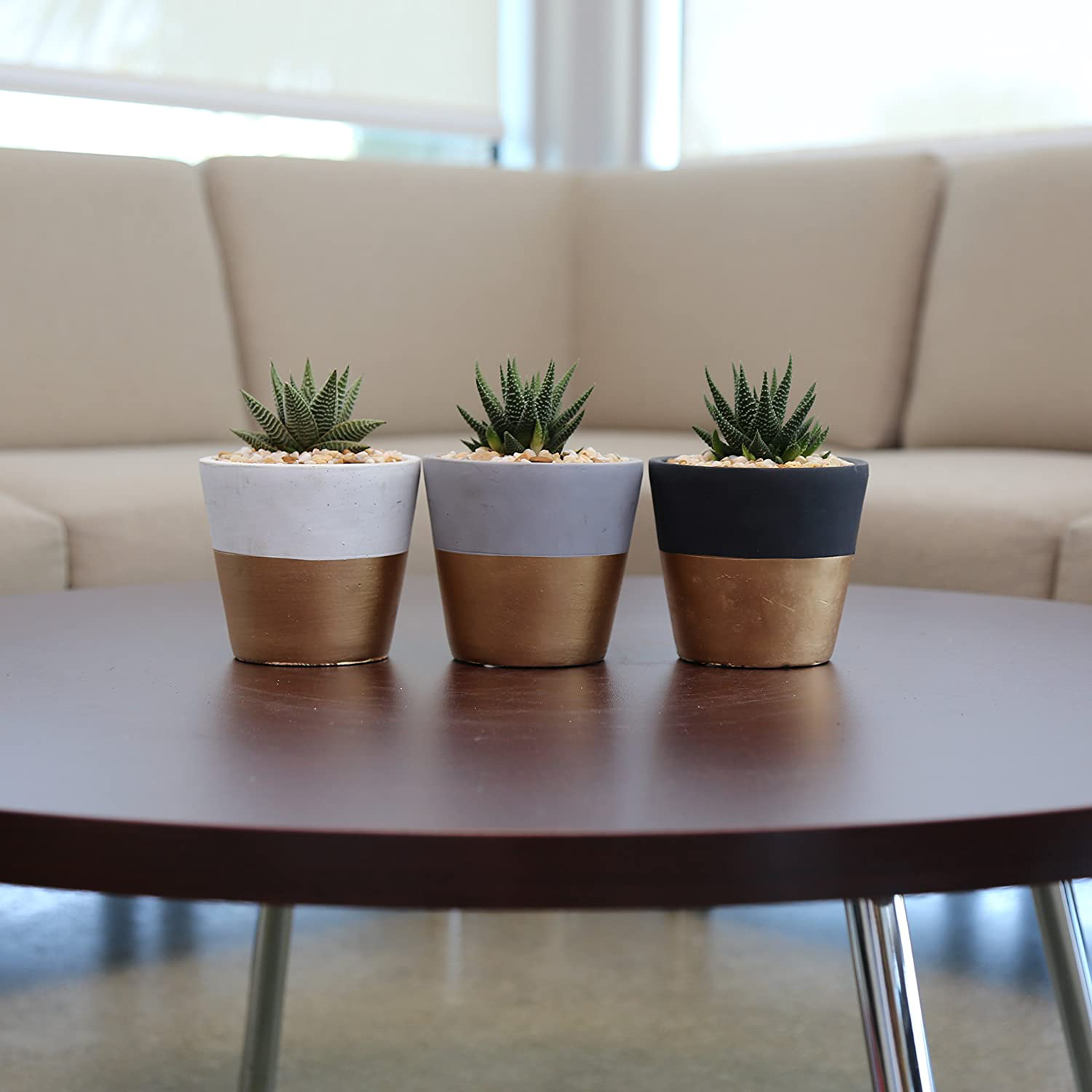Costa Farms Succulents Fully Rooted Live Indoor Plant, 4-Inch Haworthia, in Black Gold Décor Ceramic Room Decor