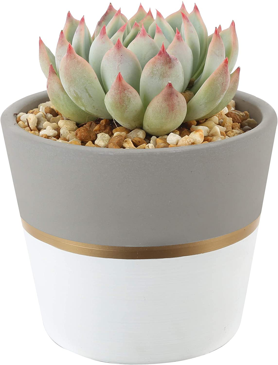Costa Farms Succulents Fully Rooted Live Indoor Plant, 4-Inch Haworthia, in Black Gold Décor Ceramic Room Decor