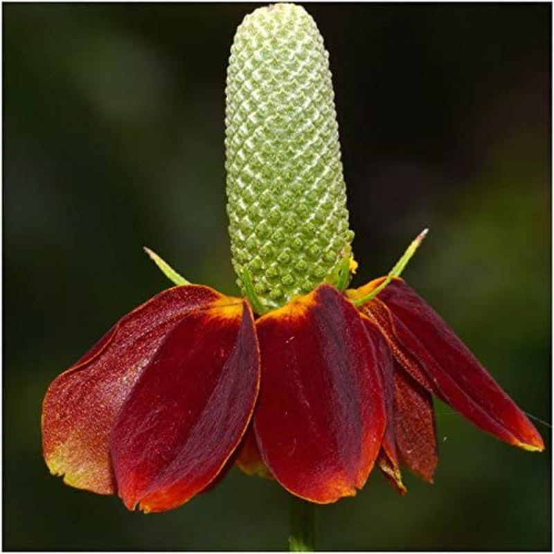 Seed Needs, Butterfly Attracting All Perennial Wildflower Mixture, 30,000 Seeds Bulk Package (99% Pure Live Seed)