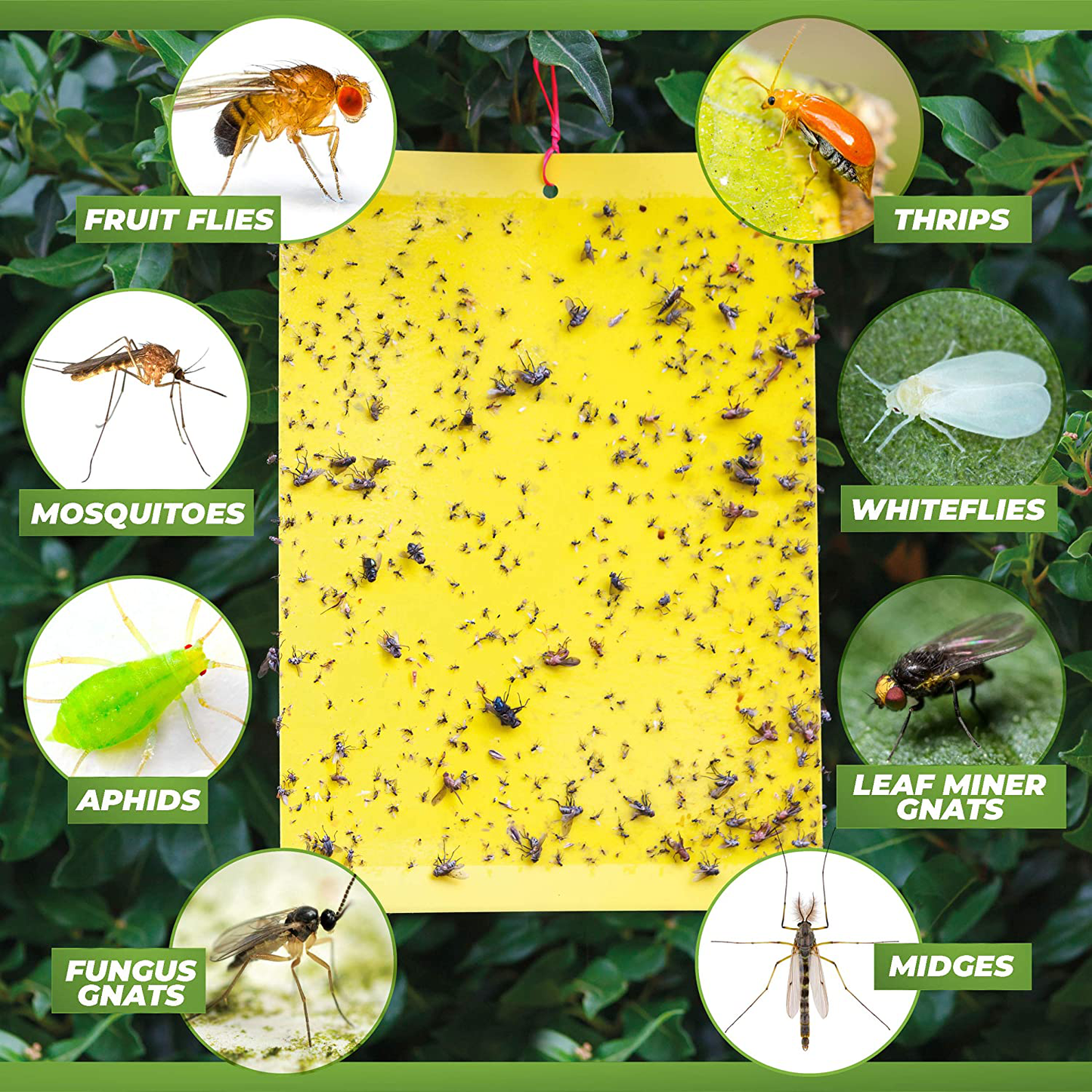 Fruit Fly Trap (20 Pack), Double-Sided Yellow Sticky Traps (Indoor & Outdoor), Fruit Fly Traps for Kitchen & Plants, Fruit Fly Killer - Sticky Gnat Trap Indoor Solution, Fungus Gnat Traps