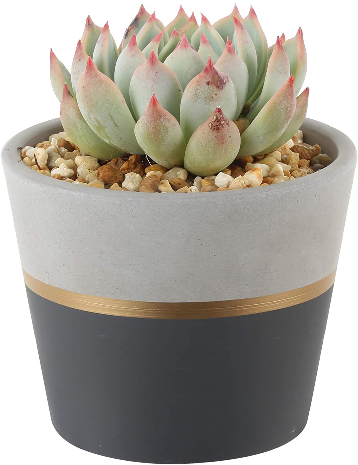 Costa Farms Succulents Fully Rooted Live Indoor Plant, 4-Inch Haworthia, in Black Gold Décor Ceramic Room Decor