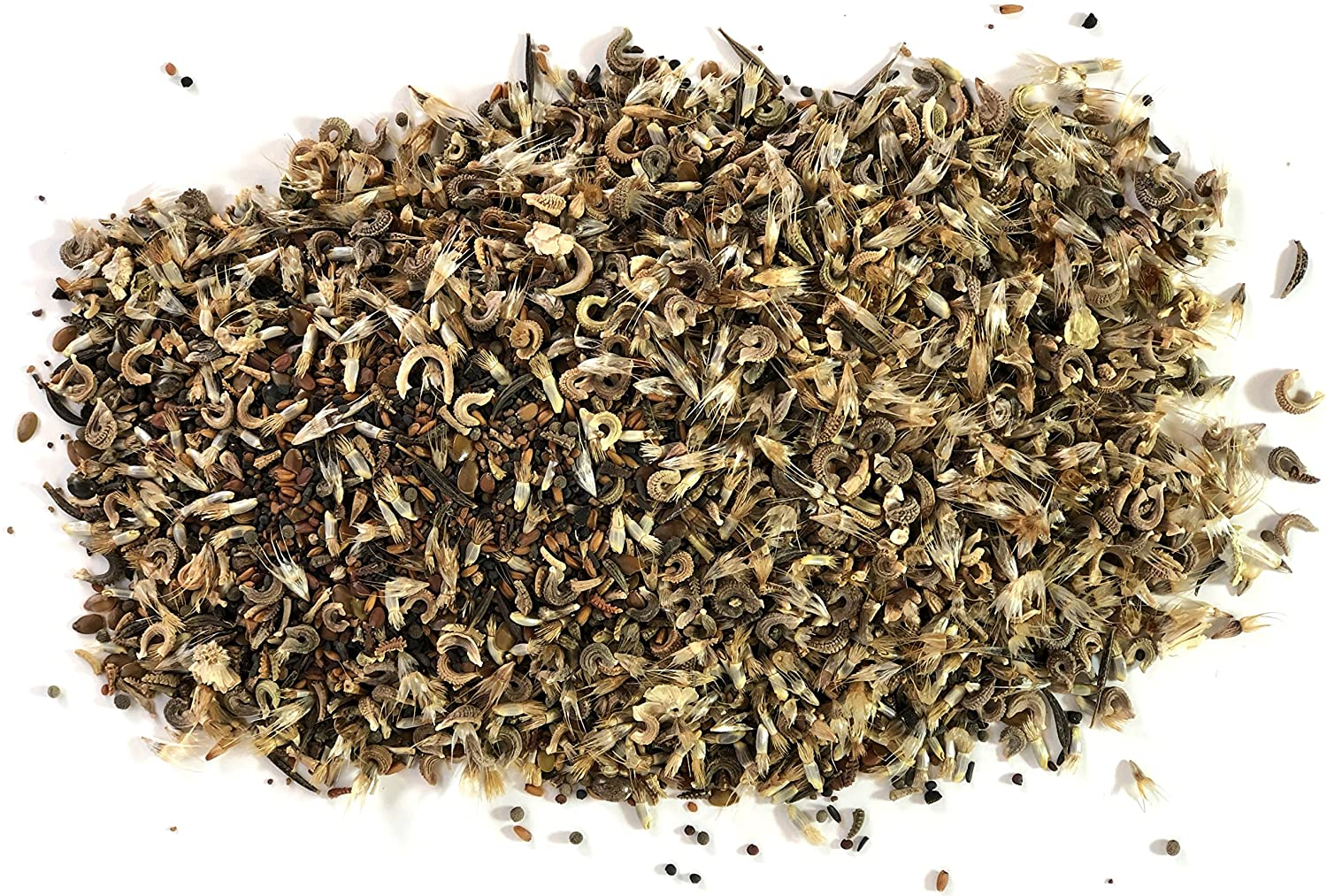 Wildflower Seeds Annual Quick Blooming Mix - Large 1 Ounce Packet over 7,500 Open Pollinated Seeds
