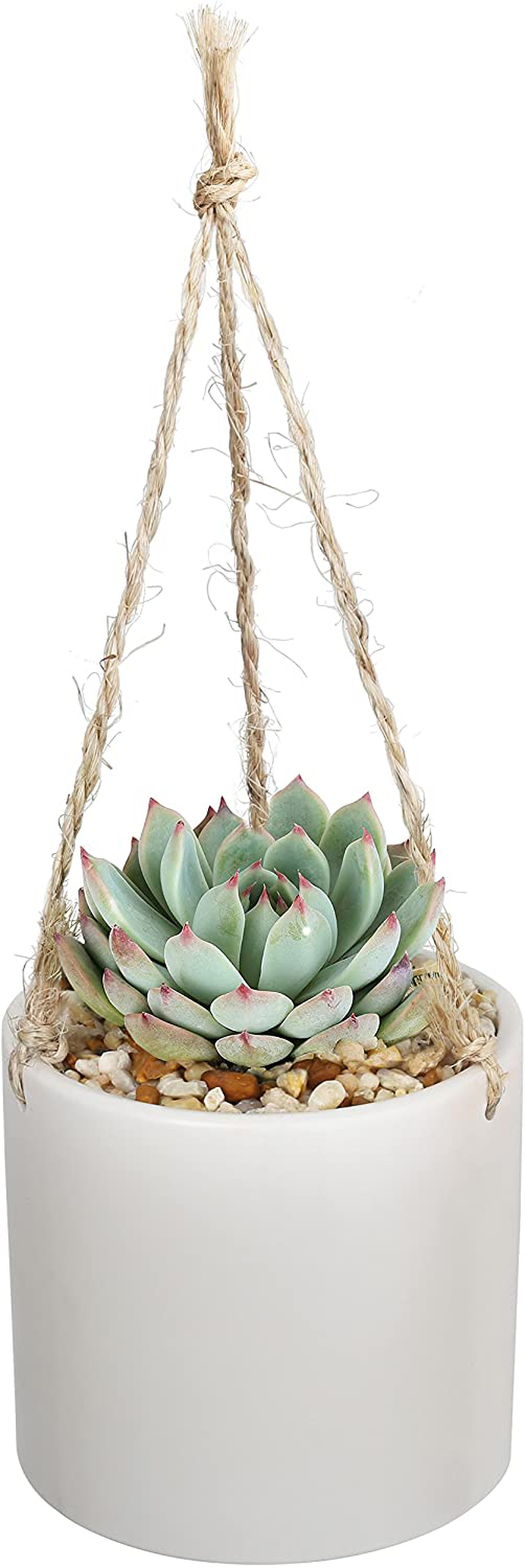 Costa Farms Succulents Fully Rooted Live Indoor Plant, 4-Inch Haworthia, in Black Gold Décor Ceramic Room Decor
