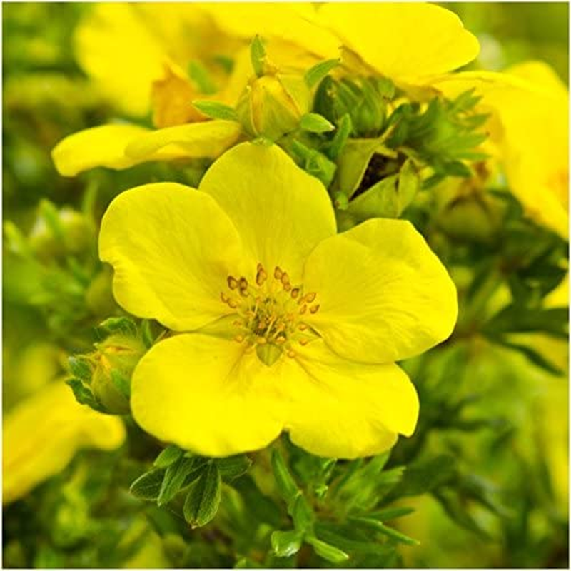 Seed Needs, Butterfly Attracting All Perennial Wildflower Mixture, 30,000 Seeds Bulk Package (99% Pure Live Seed)