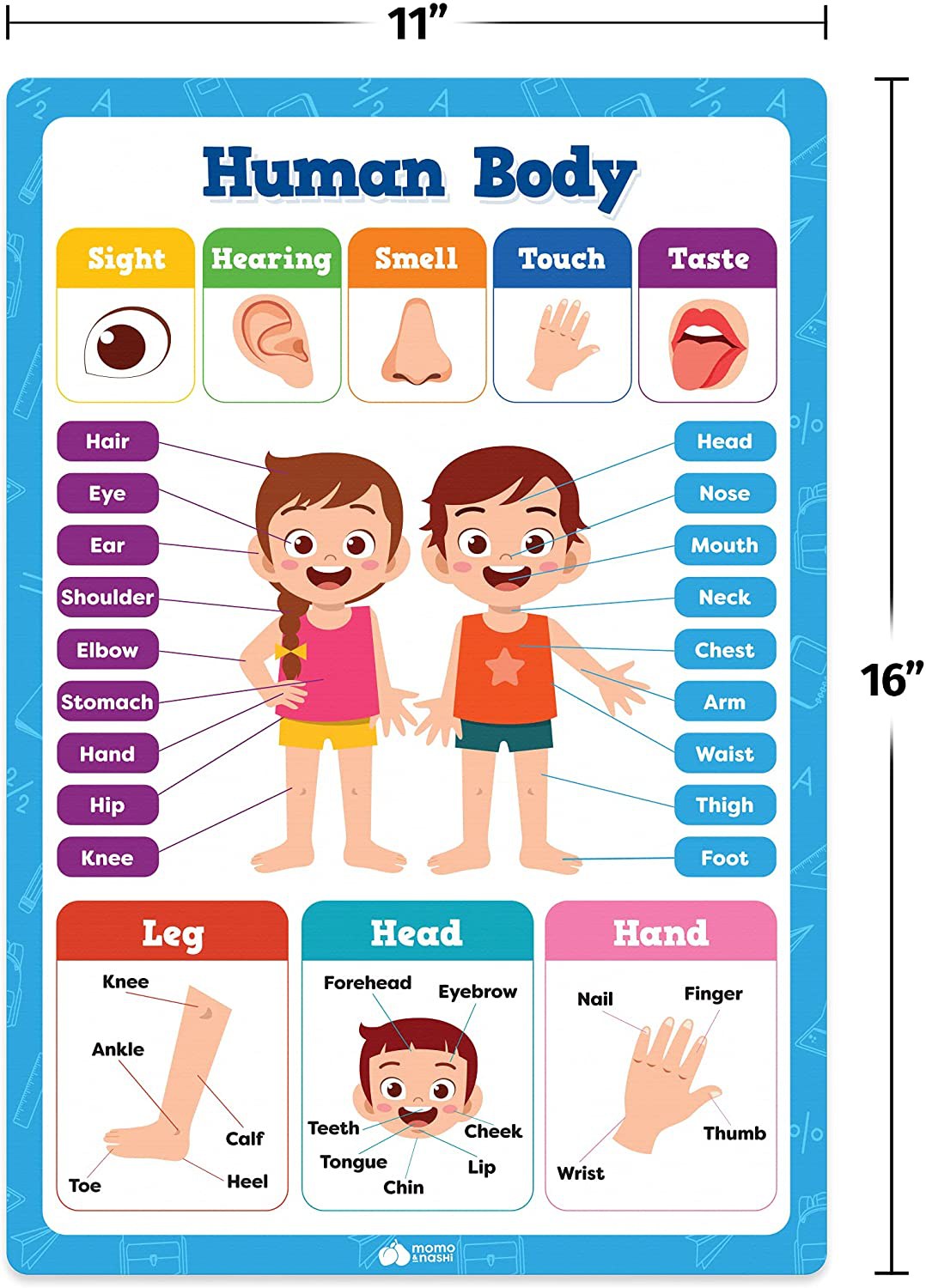 20 Classroom Educational Posters For Preschoolers Toddlers Kindergarten Elementary - 16" x 11" - 20pcs - Learning Posters For Toddlers Wall Preschool Kindergarten Kids Posters Classroom Supplies Decor
