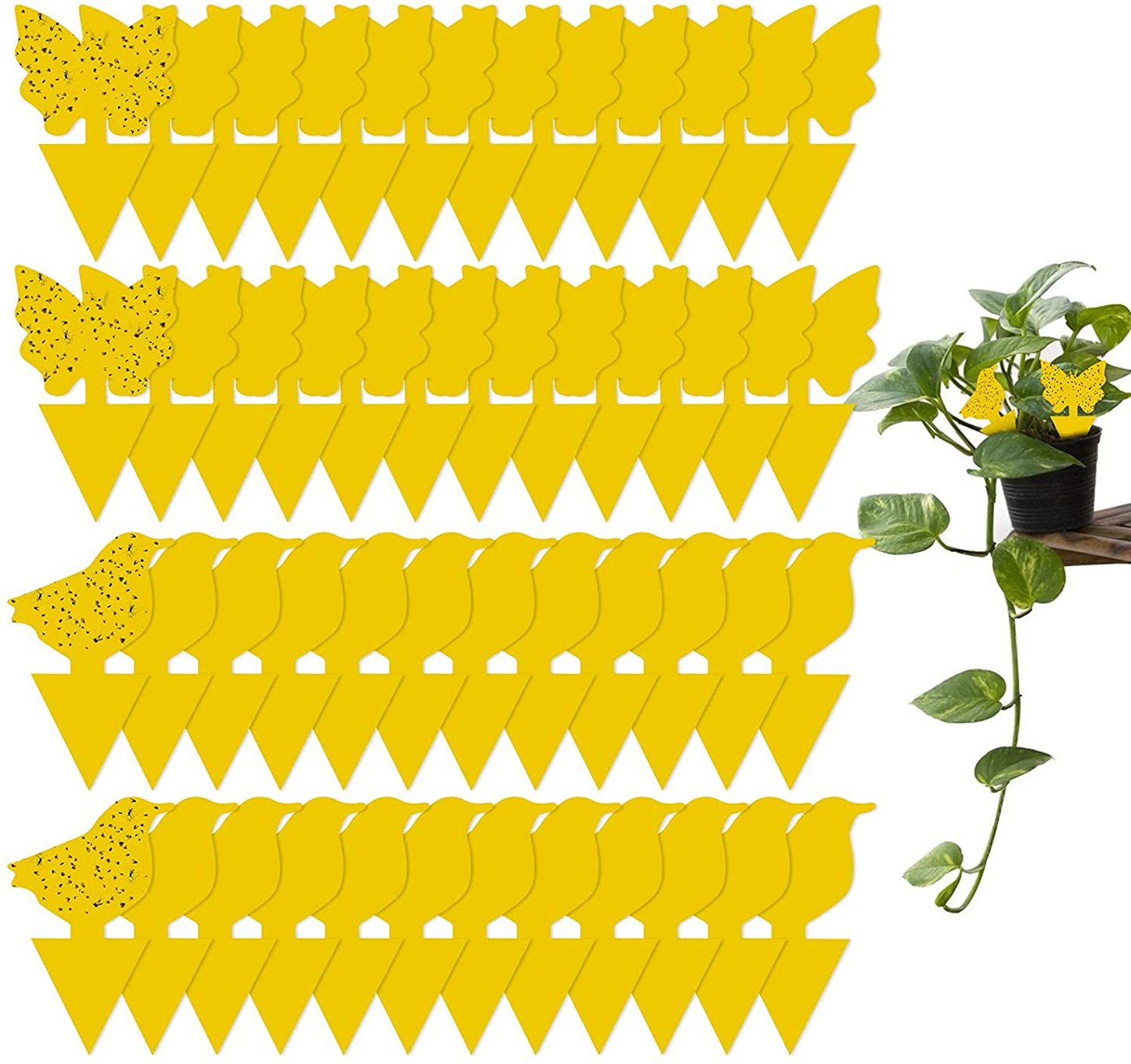 48 Pack Sticky Trap Fungus Gnat Trap Killer Indoor and Outdoor, Fruit Fly Traps for Plant, Non-Toxic and Odorless