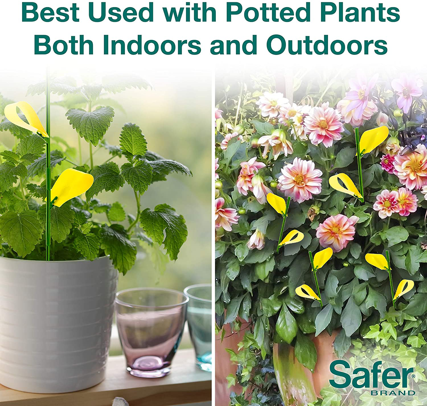 Safer Brand SF5026 Houseplant Sticky Stakes Insect Traps, 1 Pack, One Color