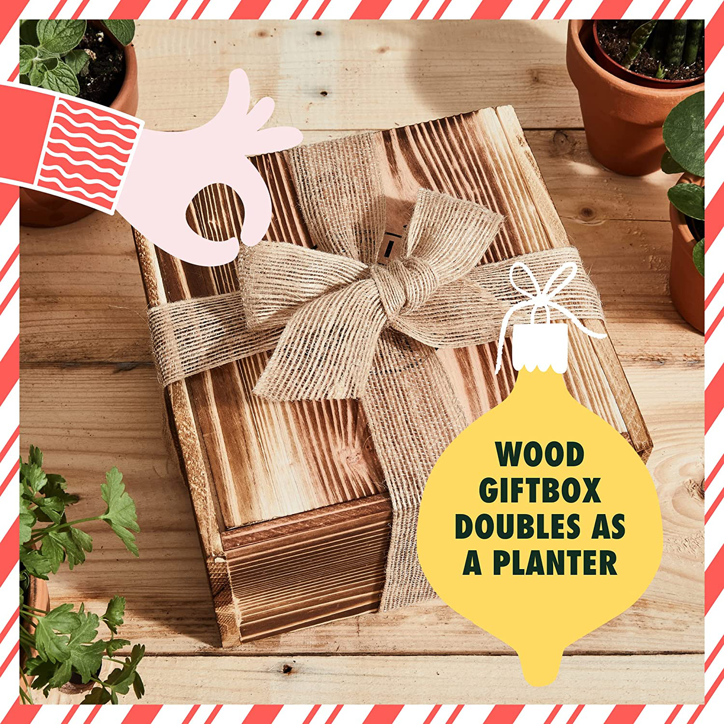 Bonsai Tree Seed Starter Kit - Mini Bonsai Plant Growing Kit, 4 Types of Seeds, Potting Soil, Pots, Pruning Shears Scissor Tool, Plant Markers, Wood Gift Box, Indoor Garden Gardening Gifts Ideas