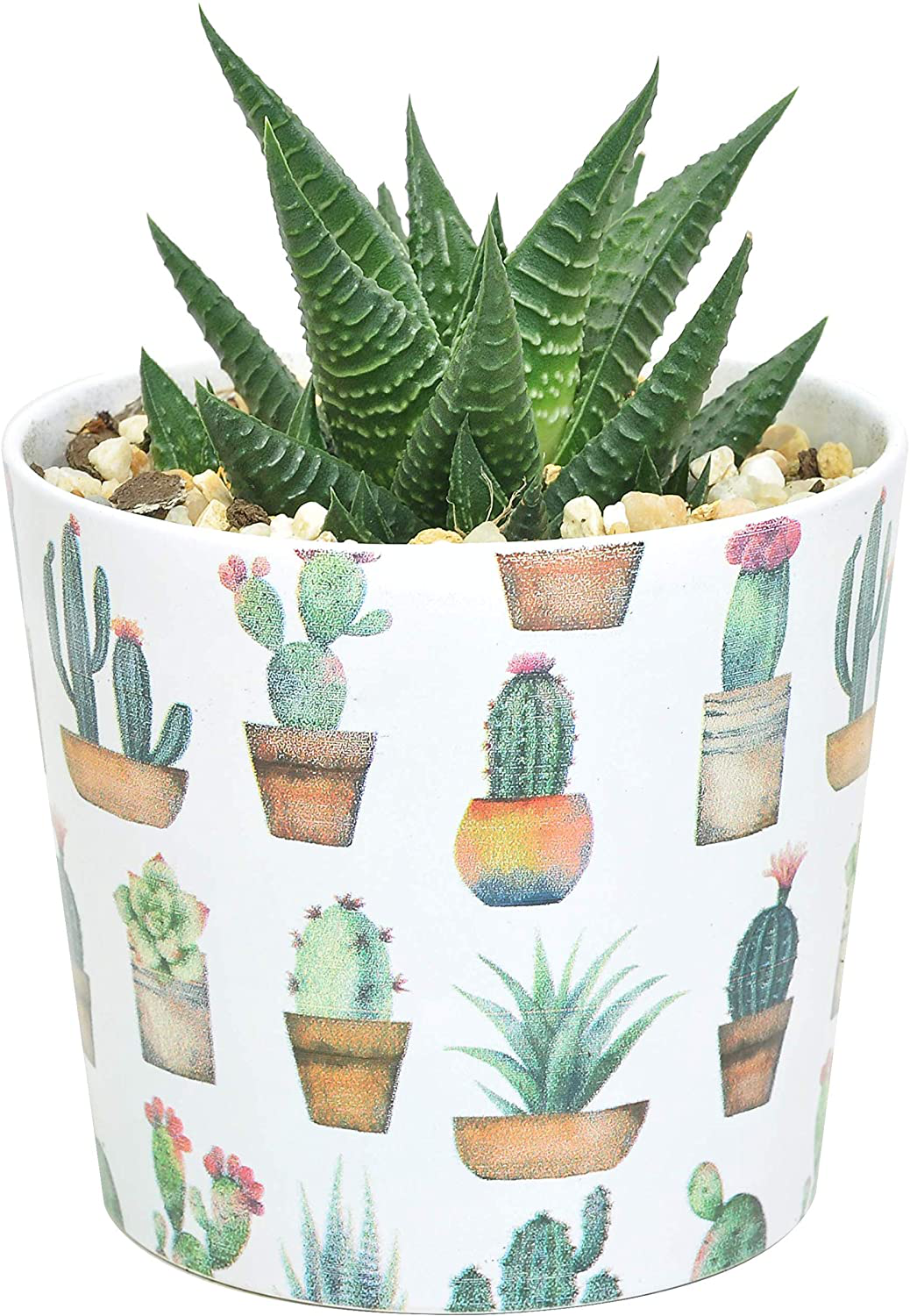 Costa Farms Succulents Fully Rooted Live Indoor Plant, 4-Inch Haworthia, in Black Gold Décor Ceramic Room Decor