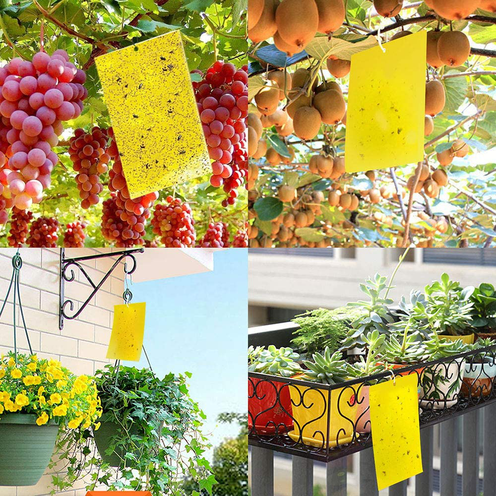 Kensizer 10-Pack Fruit Fly Trap, Yellow Sticky Gnat Traps Killer for Indoor/Outdoor Flying Plant Insect Like Fungus Gnats, Whiteflies, Aphids, Leaf Miners - 6x8 in, Twist Ties Included