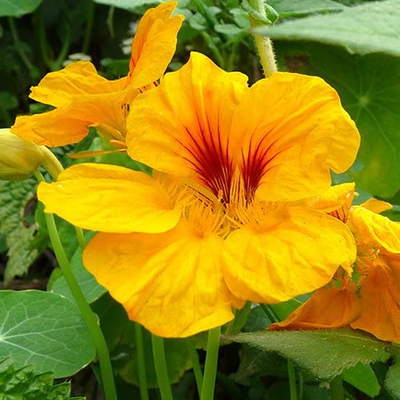 Seed Needs, Bird and Butterfly Wildflower Mixture (99% Pure Live Seed) Bulk Package of 30,000 Seeds