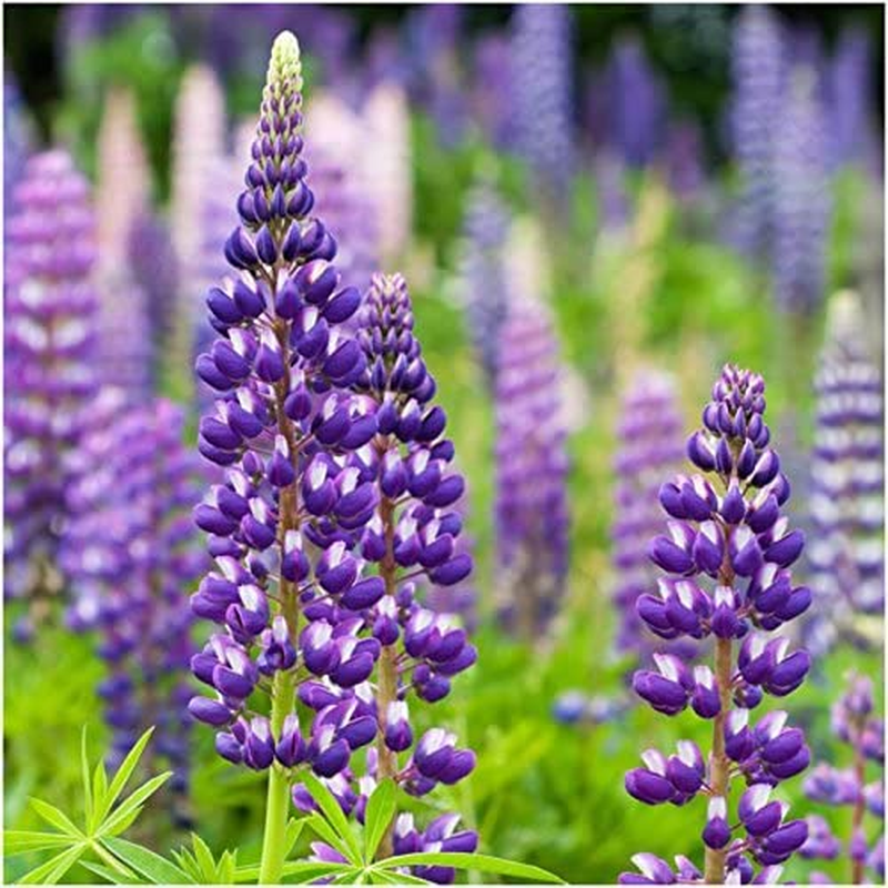 Seed Needs, Butterfly Attracting All Perennial Wildflower Mixture, 30,000 Seeds Bulk Package (99% Pure Live Seed)