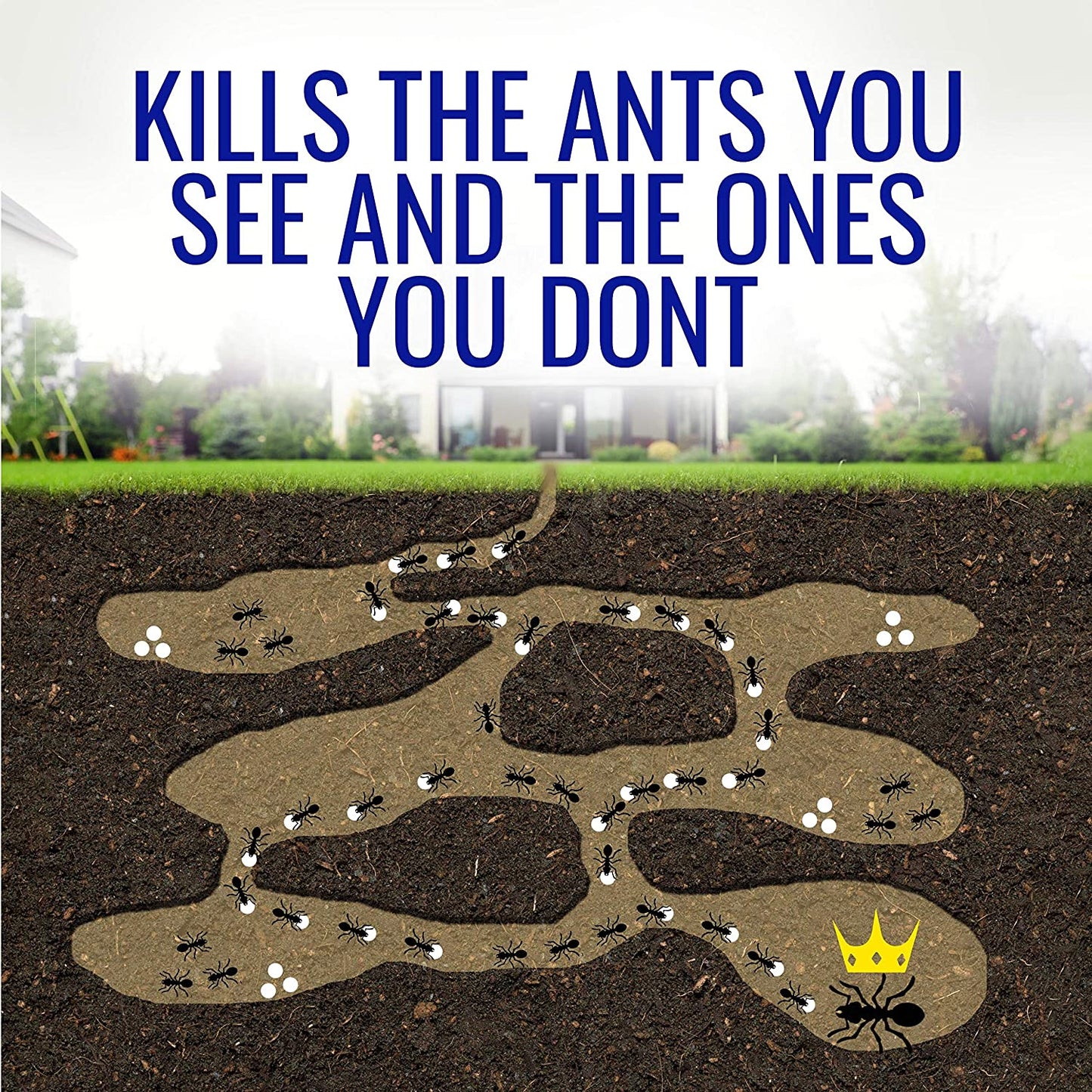 Terro T100-12 Liquid Ant Killer II, 1 oz, Pack of 1