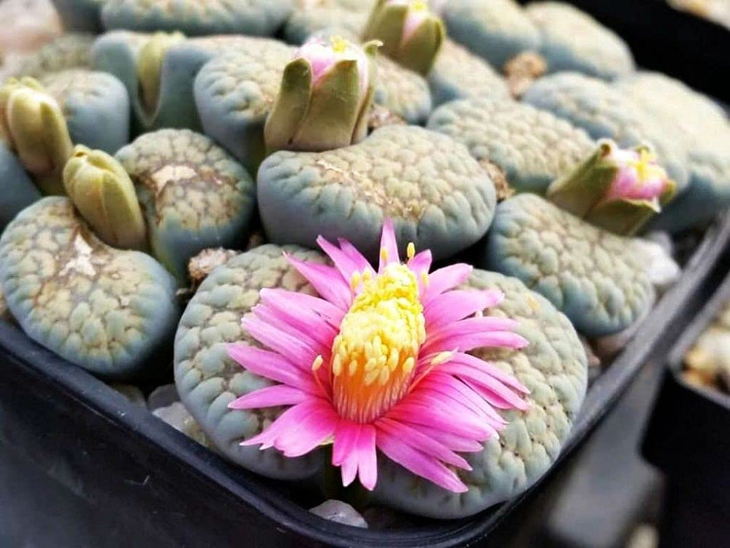 Mixed Colored Succulents Seeds 200 Pcs