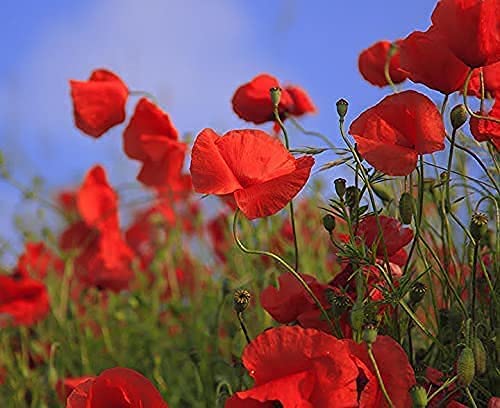 25 Slightly Assorted Flower Seed Packets - Includes 10+ Varieties - May Include: Forget Me Nots, Pinks, Marigolds, Zinnia, Wildflower, Poppy, Snapdragon and More - Made in the USA