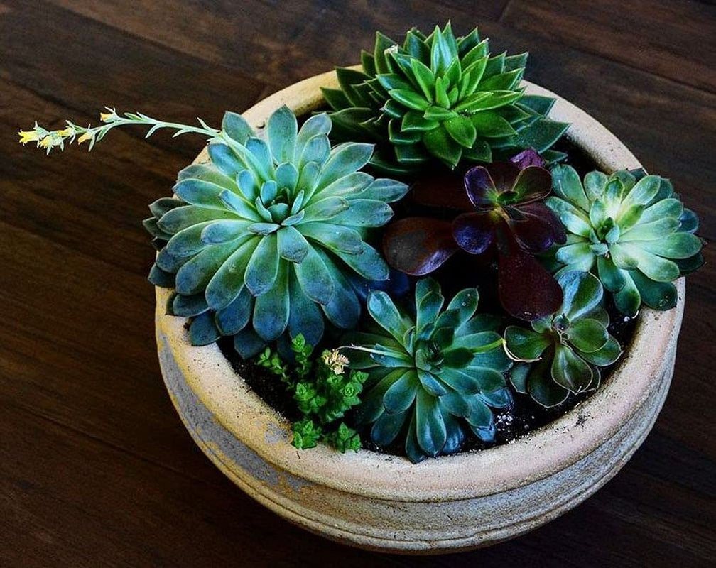 Mixed Colored Succulents Seeds 200 Pcs