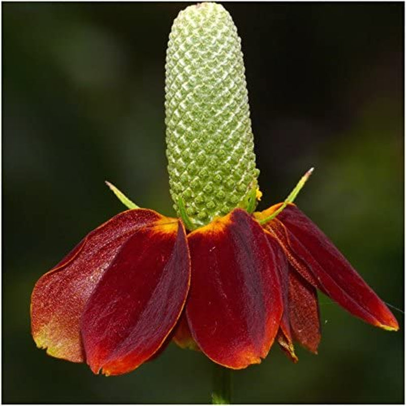 30,000 Seeds All Perennial Butterfly Attracting Wildflower Mixture