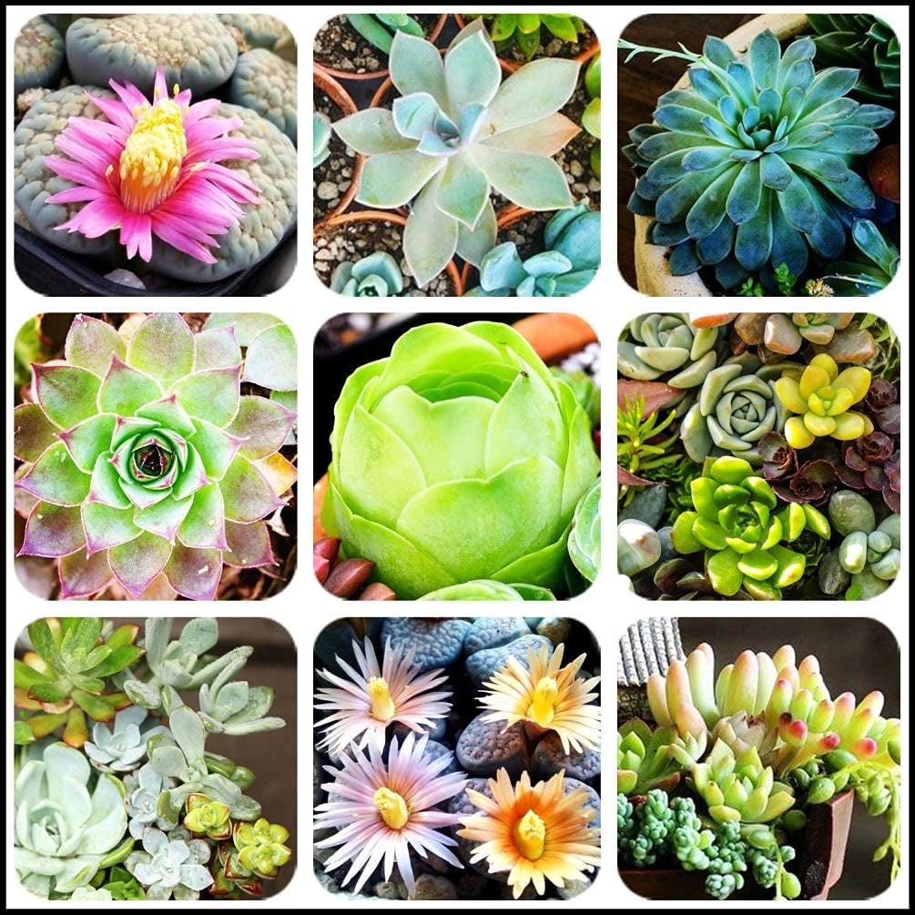 Mixed Colored Succulents Seeds 200 Pcs