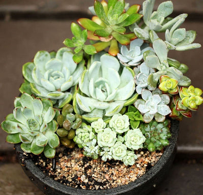 Mixed Colored Succulents Seeds 200 Pcs