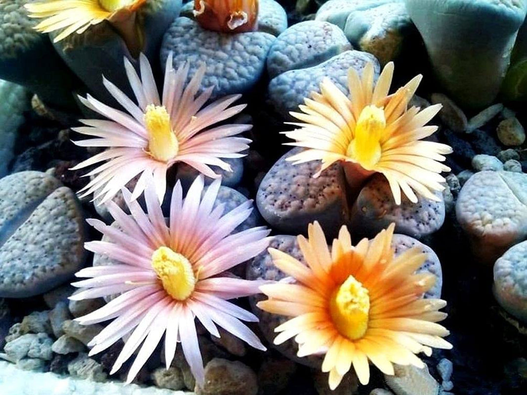 Mixed Colored Succulents Seeds 200 Pcs