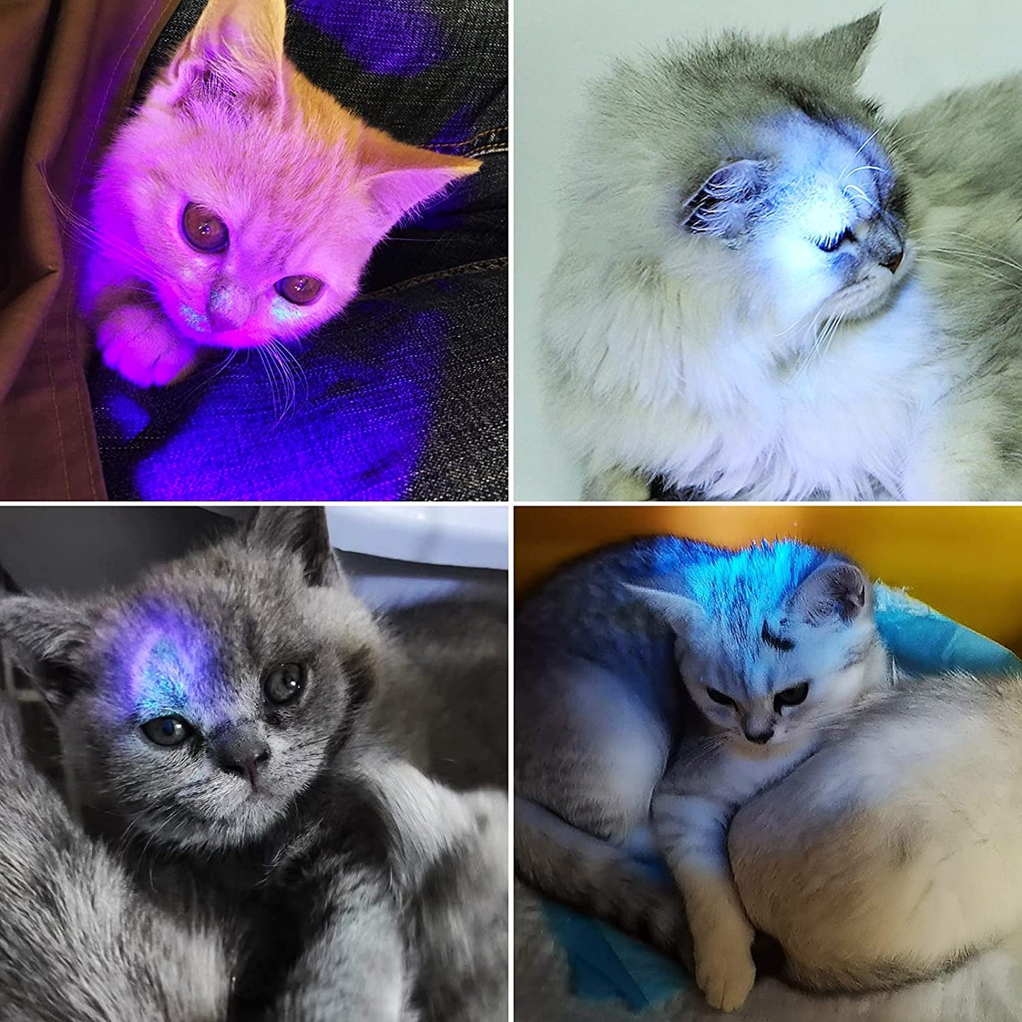 Black Light UV Flashlight, 51 LED Blacklight Flashlights 395 Nm Pet Urine Detector with 3 Pack AA Batteries for Cat Urine, Stains, Bed Bug (Black)