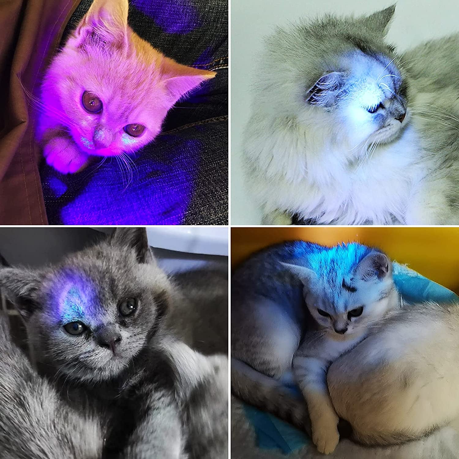 Black Light UV Flashlight, 51 LED Blacklight Flashlights 395 Nm Pet Urine Detector with 3 Pack AA Batteries for Cat Urine, Stains, Bed Bug (Black)