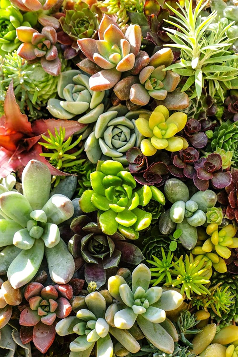 Mixed Colored Succulents Seeds 200 Pcs