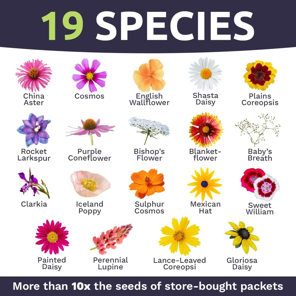 Over 7,500 Fresh Open Pollinated Non-GMO Wildflower Seeds