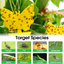 58 Pcs Flying Insect Traps for Plants, Indoors, Outdoors, Non-Toxic & Odorless, Kid & Pet Safe, Economic Pack