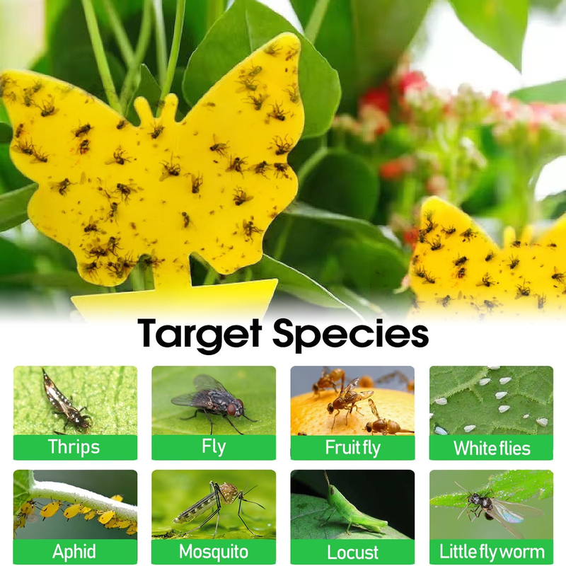 58 Pcs Flying Insect Traps for Plants, Indoors, Outdoors, Non-Toxic & Odorless, Kid & Pet Safe, Economic Pack