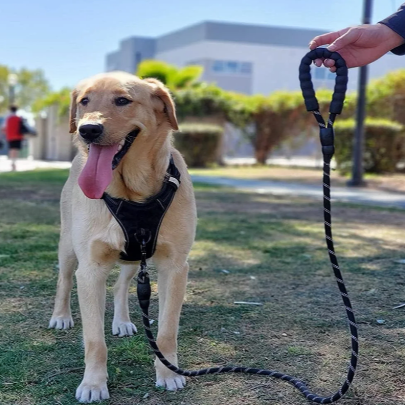 5 Foot Reflective Strong Rope Dog Leash with Comfortable Padded Handle & Heavy Duty Metal Clasp