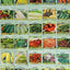 30 Packs of Deluxe Valley Greene Heirloom Vegetable Garden Seeds Non-GMO