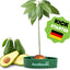 Avocado Tree Growing Kit