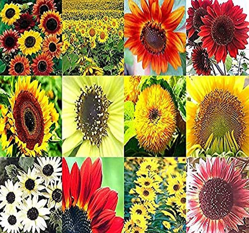1,000+ SUNFLOWER Sunny Sun Flower CRAZY MIX Flower Seeds - Non-Gmo