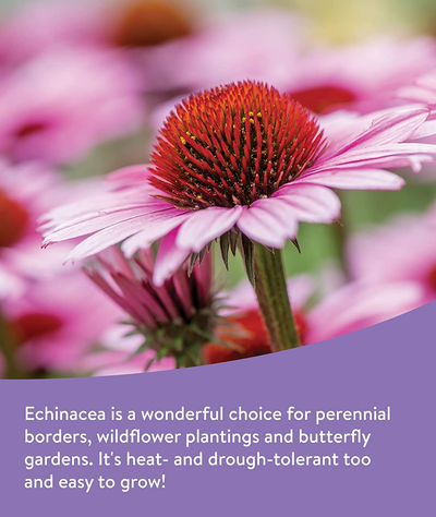 Burpee Wildflower 50,000 Bulk, 1 Bag | 18 Varieties of Non-Gmo Flower Seeds Pollinator Garden, Perennial Mix