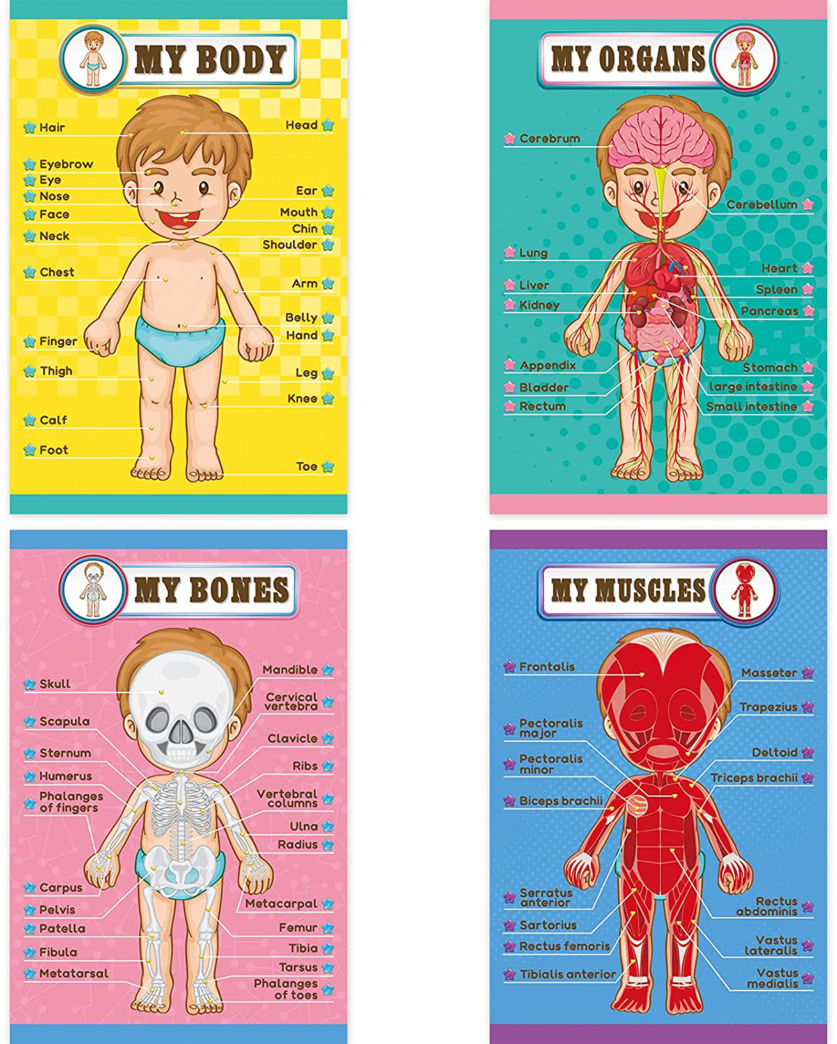 Human Body Educational Learning Posters Body Parts Learning Wall Chart for Kids Cartoon Anatomy Chart Educational Poster Preschool Kindergarten Teaching Supplies, Classroom Decoration, 17 x 11 Inch