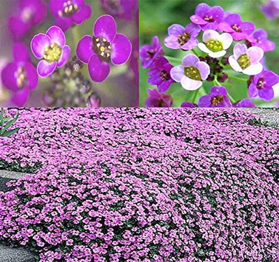 60,000+ Alyssum Royal Carpet Seeds - Fragrant Lobularia Maritima - Attracts Honey Bees, Butterfly - Ground Cover for Zones 3+ Flower Seeds